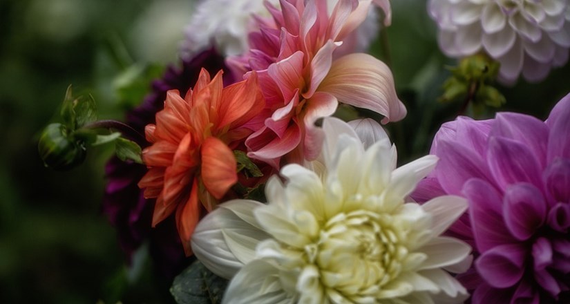 Hello Broadway - Live Floral Demo